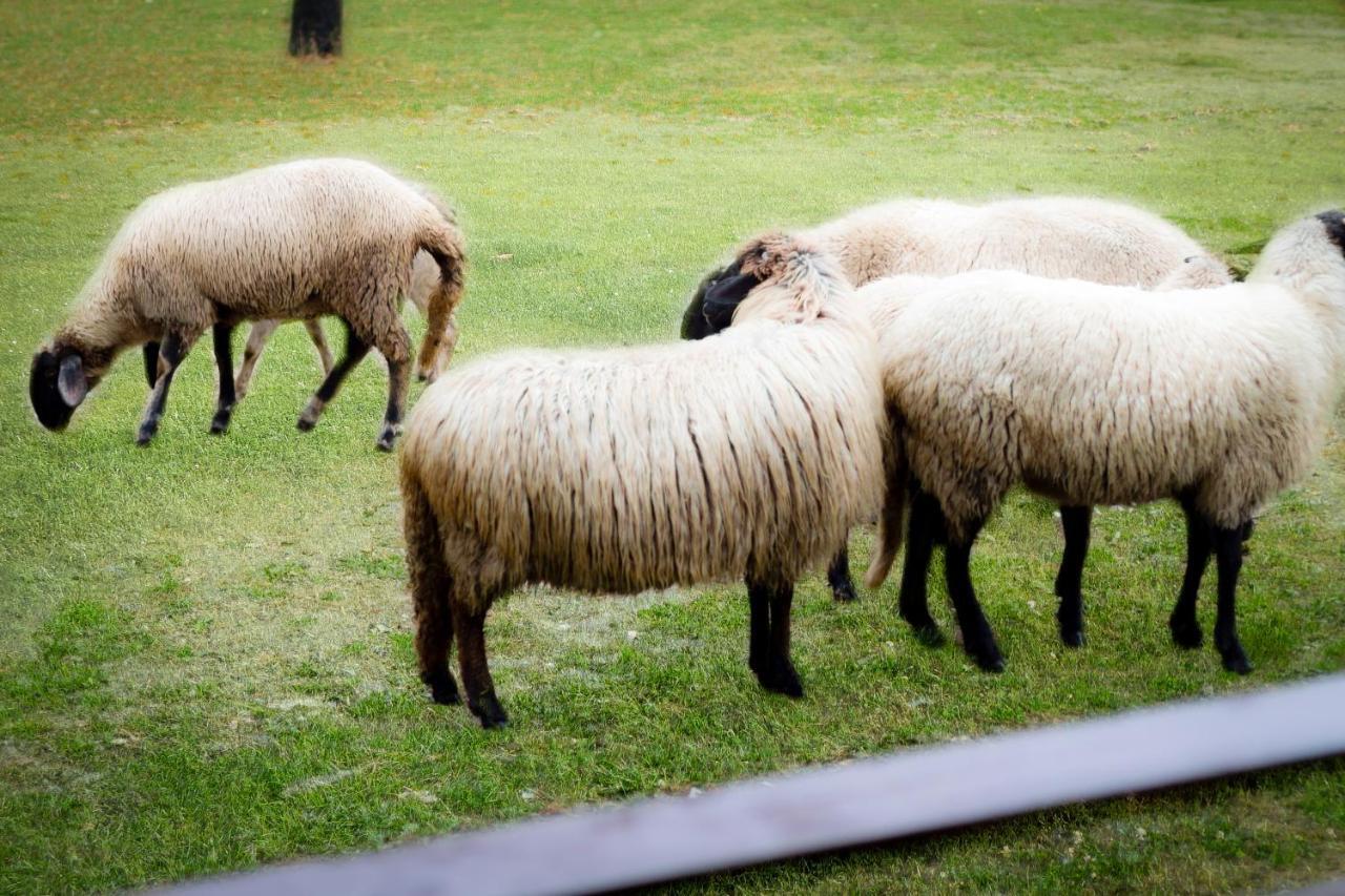 Agropensiunea Darden Baia de Fier Kültér fotó
