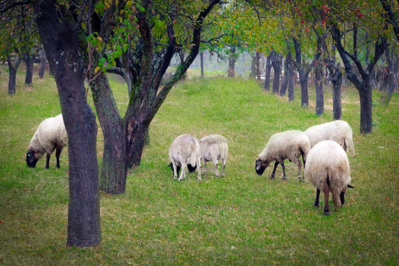 Agropensiunea Darden Baia de Fier Kültér fotó